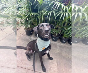 Dolly - Female Labrador Retriever-Unknown Mix Dog for Adoption - Photo #15