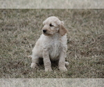 Small Photo #2 Goldendoodle Puppy For Sale in MEMPHIS, MO, USA