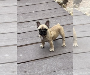 Medium French Bulldog