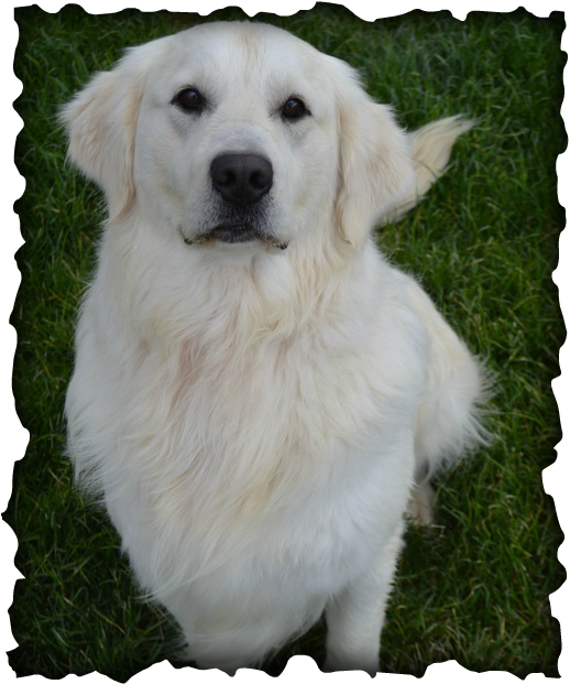 Medium Photo #1 Golden Retriever Puppy For Sale in CENTERVILLE, UT, USA