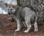Image preview for Ad Listing. Nickname: Gray Wolf five