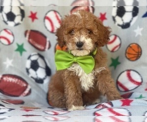 Cockapoo-Poodle (Miniature) Mix Puppy for sale in LAKELAND, FL, USA