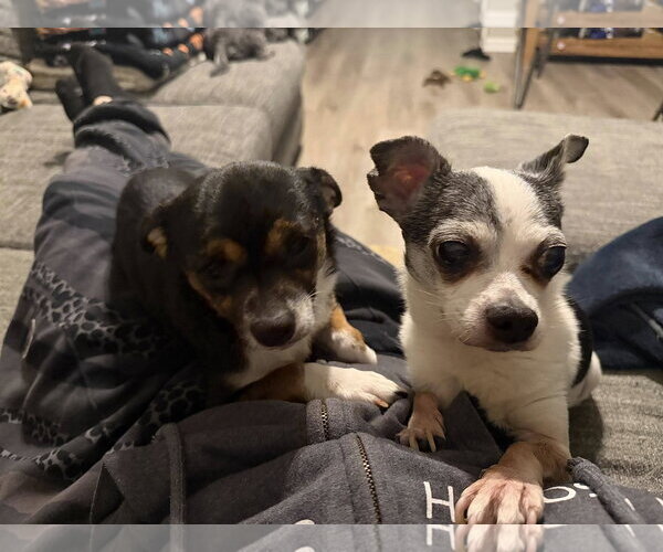 Medium Photo #8 Chihuahua Puppy For Sale in Arlington, VA, USA