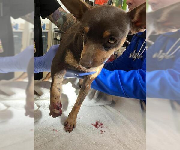 Medium Photo #1 Chihuahua Puppy For Sale in Long Beach, CA, USA