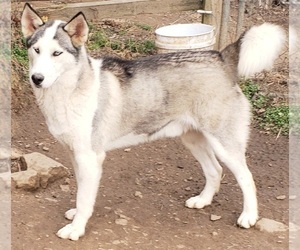 Siberian Husky Puppy for sale in SANDY HOOK, KY, USA