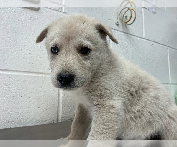 Medium Photo #1 Siberian Husky-Unknown Mix Puppy For Sale in San Bernardino, CA, USA