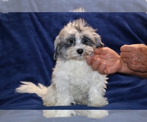 ShihPoo Puppy for sale in DYERSBURG, TN, USA