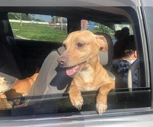 Chihuahua Dogs for adoption in San Antonio, TX, USA