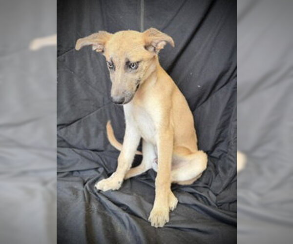 Medium Photo #3 Mutt Puppy For Sale in Pleasanton, TX, USA