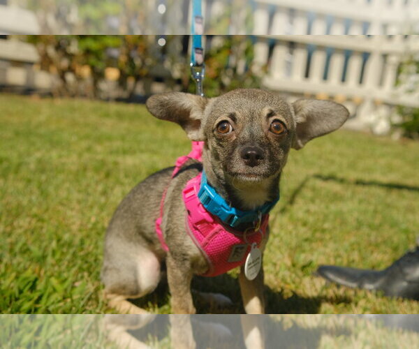 Medium Photo #1 Chihuahua-Unknown Mix Puppy For Sale in San Jose, CA, USA