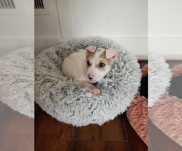 Medium Photo #5 Border Collie-Siberian Husky Mix Puppy For Sale in Ball Ground, GA, USA