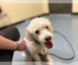 Poodle (Miniature) Dogs for adoption in Denver, CO, USA