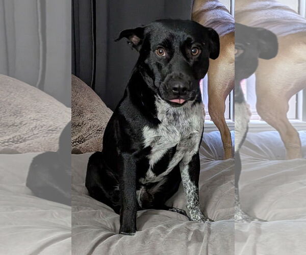 Medium Photo #2 Border Collie-Unknown Mix Puppy For Sale in Mount Laurel, NJ, USA