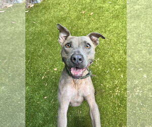 Mutt Dogs for adoption in Hilton Head, SC, USA