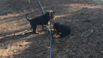 Small Photo #6 Rottweiler Puppy For Sale in OAKLEY, CA, USA