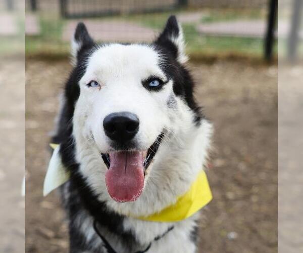 Medium Photo #1 Siberian Husky Puppy For Sale in San Antonio, TX, USA