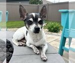 Small #1 Chihuahua
