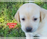 Puppy Yellow RC Labrador Retriever