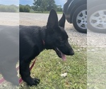 Small #5 German Shepherd Dog