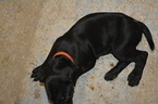 Small Photo #6 Vizsla-Weimaraner Mix Puppy For Sale in MILLBROOK, AL, USA