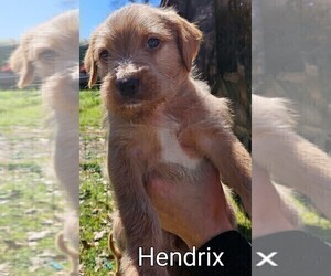 American Pit Bull Terrier-Poodle (Standard) Mix Puppy for sale in FRANKLINTON, LA, USA