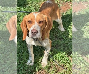 Beagle Dog for Adoption in NEW BRITAIN, Connecticut USA