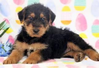 Airedale Terrier Puppy for sale in MOUNT JOY, PA, USA