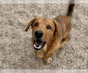 Bassetdor Dogs for adoption in Fort Collins, CO, USA