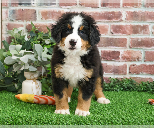 Medium Photo #6 Bernese Mountain Dog Puppy For Sale in SYRACUSE, IN, USA