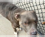 CHOOG - Male Mutt Dog for Adoption - Small photo