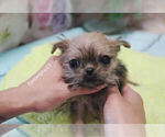 Small Photo #5 Griffonshire Puppy For Sale in LAS VEGAS, NV, USA