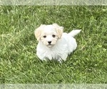 Small #18 Maltese