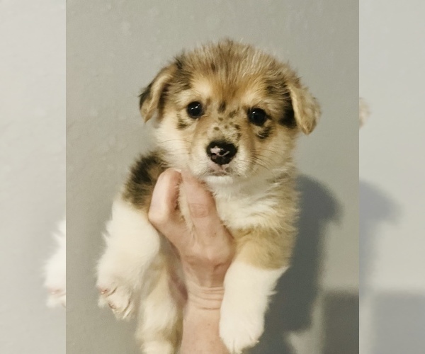 Medium Photo #1 Welsh Cardigan Corgi Puppy For Sale in CLARION, IA, USA