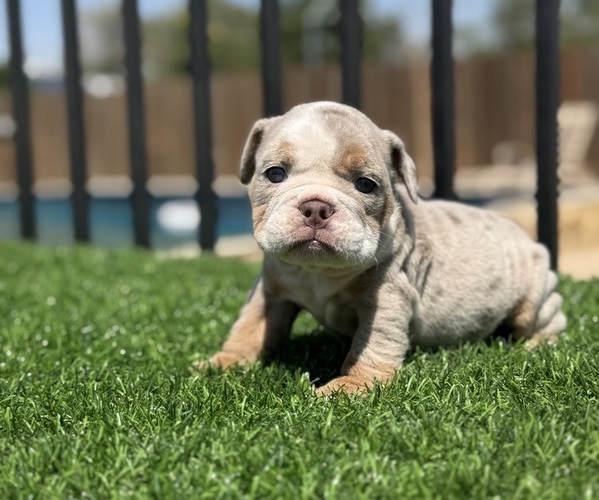 Medium Photo #1 English Bulldog Puppy For Sale in VIRGINIA BEACH, VA, USA