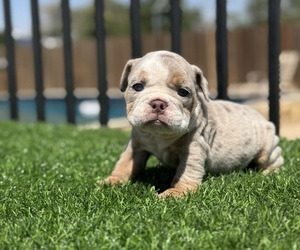 English Bulldog Puppy for sale in VIRGINIA BEACH, VA, USA