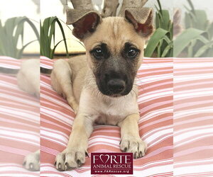 German Shepherd Dog-Unknown Mix Dogs for adoption in Marina del Rey, CA, USA