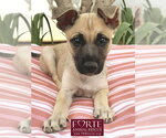 Dinah - Female German Shepherd Dog-Unknown Mix Dog for Adoption - Small photo