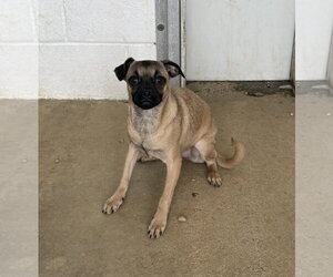 Chug Dogs for adoption in Sterling, MA, USA