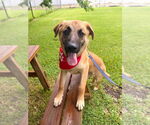 Small #1 Mutt