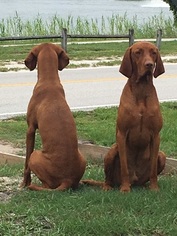 Father of the Vizsla puppies born on 04/04/2018