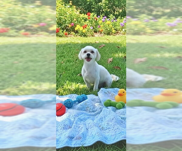 Medium Photo #3 Zuchon Puppy For Sale in Weston, FL, USA
