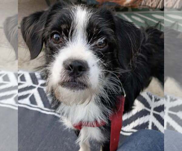 Medium Photo #1 Jack Russell Terrier-Unknown Mix Puppy For Sale in Cuba, NY, USA