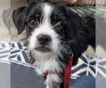 Small Jack Russell Terrier Mix