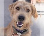 Sperry - Male Miniature Labradoodle Dog for Adoption - Small photo
