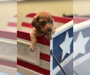 Dachshund Puppy for sale in NEW PORT RICHEY, FL, USA