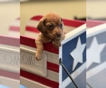 Small Photo #1 Dachshund Puppy For Sale in NEW PORT RICHEY, FL, USA