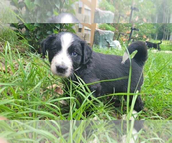 Medium Photo #9 Aussiedoodle Puppy For Sale in CONWAY, SC, USA