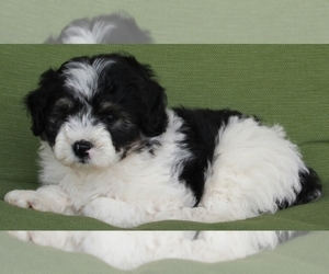 Aussiedoodle Miniature  Puppy for sale in FREDERICKSBURG, OH, USA