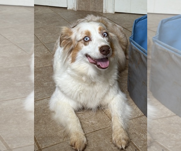 Medium Photo #1 Australian Shepherd Puppy For Sale in GREER, SC, USA