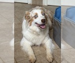 Small Photo #1 Australian Shepherd Puppy For Sale in GREER, SC, USA